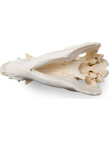 Esqueleto Inicial de Plástico Anatomical Worldwide 43 cm