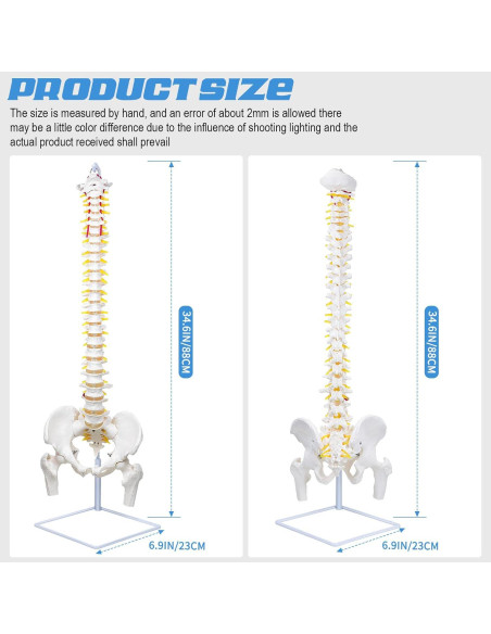 Columna Vertebral Anatómica Flexible DRZHEAM 87.9 cm