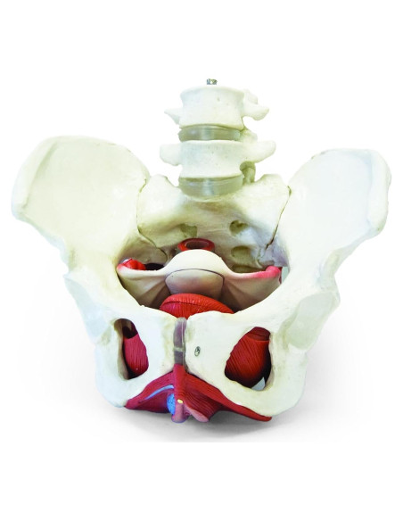 Modelo de pelvis femenina Walter Products B10216 con órganos