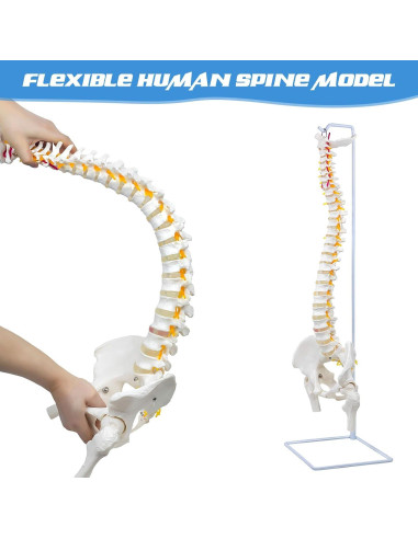 Columna Vertebral Anatómica Flexible DRZHEAM 87.9 cm