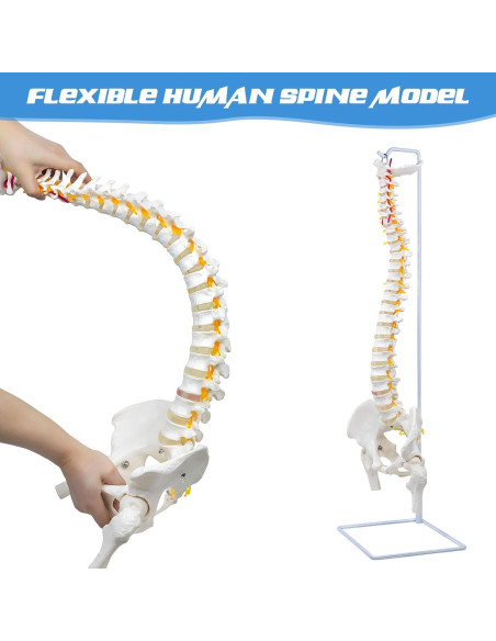 Columna Vertebral Anatómica Flexible DRZHEAM 87.9 cm