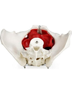 Modelo de pelvis femenina Walter Products B10216 con órganos 2