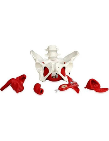 Modelo de pelvis femenina Walter Products B10216 con órganos