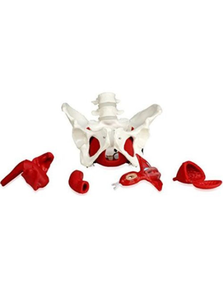 Modelo de pelvis femenina Walter Products B10216 con órganos