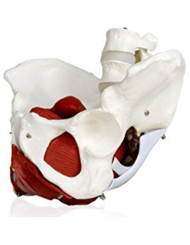 Modelo de pelvis femenina Walter Products B10216 con órganos