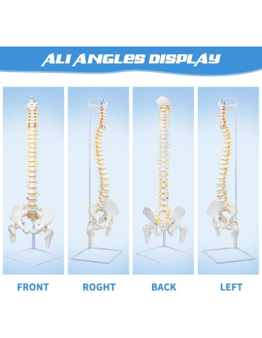 Columna Vertebral Anatómica Flexible DRZHEAM 87.9 cm