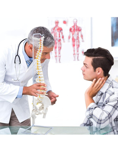 Columna Vertebral Anatómica Flexible DRZHEAM 87.9 cm