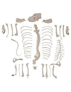 Esqueleto de Perro Desarticulado Axis Scientific - Modelo Educativo