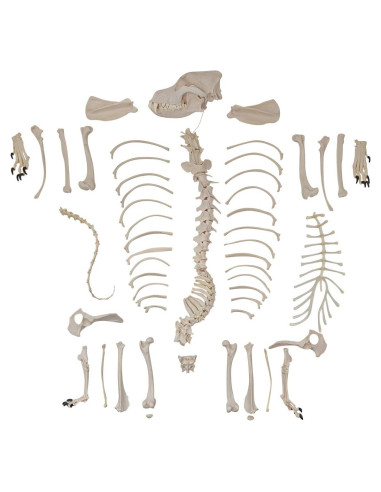 Esqueleto de Perro Desarticulado Axis Scientific - Modelo Educativo