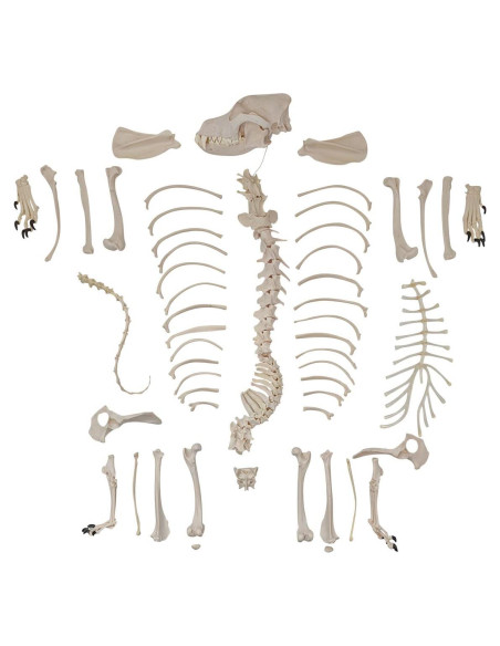 Esqueleto de Perro Desarticulado Axis Scientific - Modelo Educativo