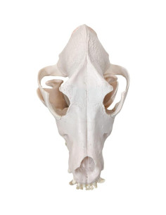 Esqueleto de Perro Desarticulado Axis Scientific - Modelo Educativo 2