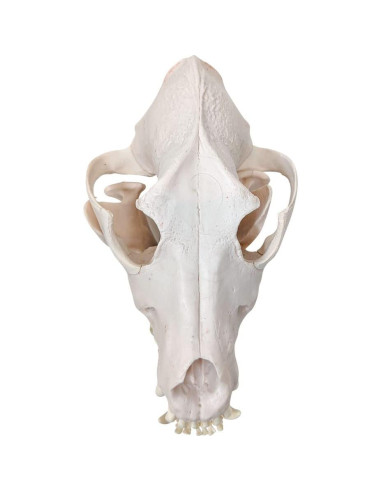 Esqueleto de Perro Desarticulado Axis Scientific - Modelo Educativo
