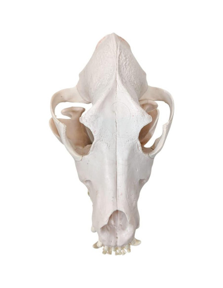 Esqueleto de Perro Desarticulado Axis Scientific - Modelo Educativo