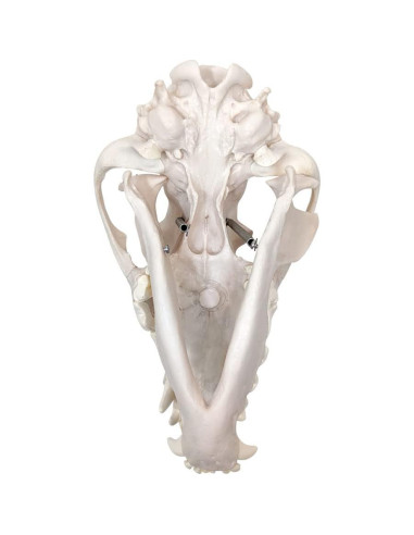 Esqueleto de Perro Desarticulado Axis Scientific - Modelo Educativo