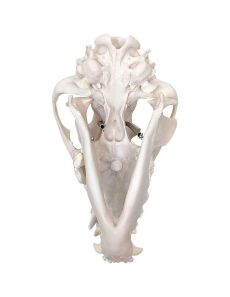 Esqueleto de Perro Desarticulado Axis Scientific - Modelo Educativo