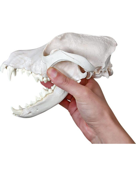 Esqueleto de Perro Desarticulado Axis Scientific - Modelo Educativo
