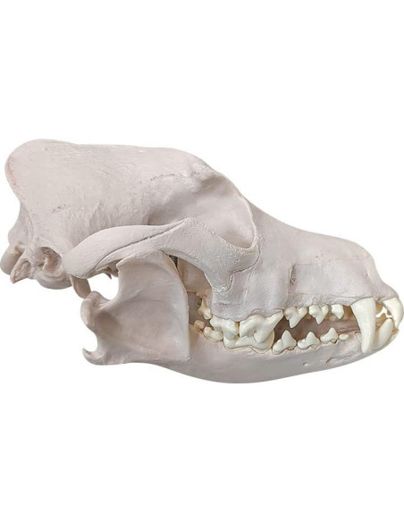 Esqueleto de Perro Desarticulado Axis Scientific - Modelo Educativo