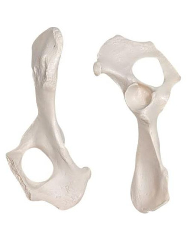 Esqueleto de Perro Desarticulado Axis Scientific - Modelo Educativo