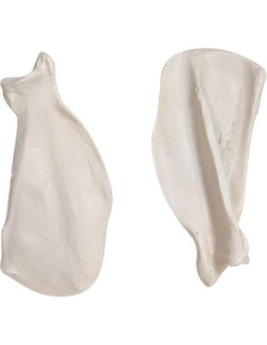 Esqueleto de Perro Desarticulado Axis Scientific - Modelo Educativo