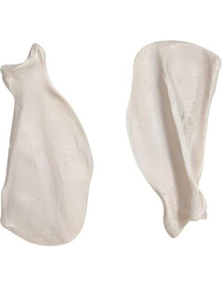 Esqueleto de Perro Desarticulado Axis Scientific - Modelo Educativo