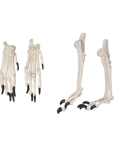 Esqueleto de Perro Desarticulado Axis Scientific - Modelo Educativo