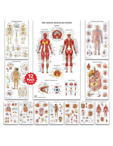 12 Pósters de Anatomía Humana Laminados - The Art of Science