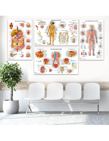 12 Pósters de Anatomía Humana Laminados - The Art of Science