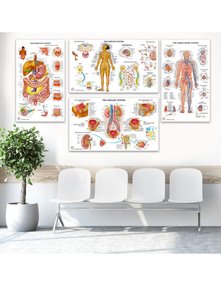 12 Pósters de Anatomía Humana Laminados - The Art of Science
