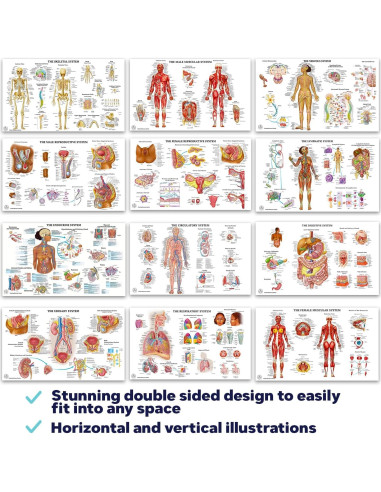 12 Pósters de Anatomía Humana Laminados - The Art of Science