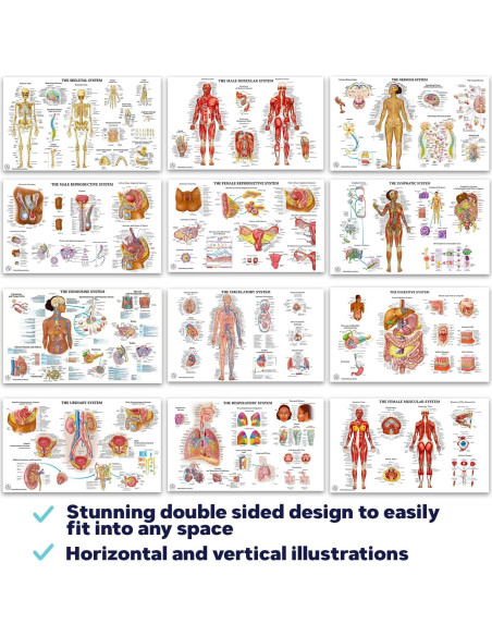 12 Pósters de Anatomía Humana Laminados - The Art of Science