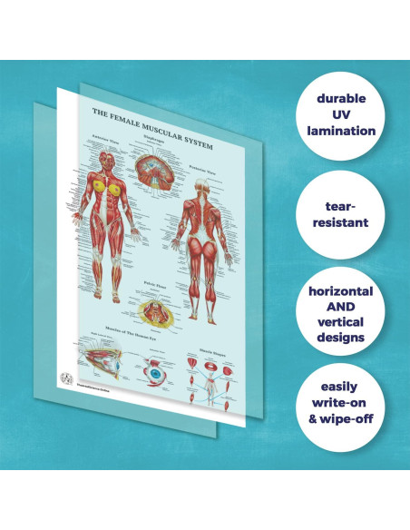 12 Pósters de Anatomía Humana Laminados - The Art of Science