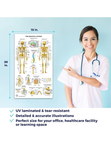 12 Pósters de Anatomía Humana Laminados - The Art of Science