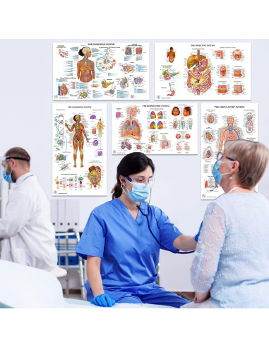 12 Pósters de Anatomía Humana Laminados - The Art of Science