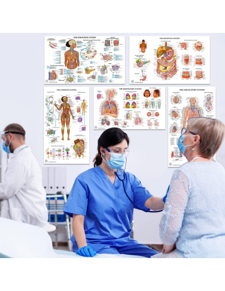 12 Pósters de Anatomía Humana Laminados - The Art of Science