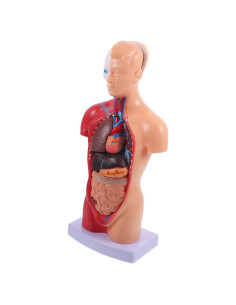 Modelo de Anatomía del Torso Humano Baluue 27cm Desmontable