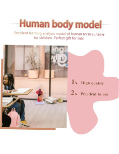 Modelo de Anatomía del Torso Humano Baluue 27cm Desmontable 2
