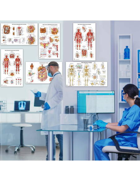 12 Pósters de Anatomía Humana Laminados - The Art of Science