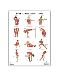 Póster de Anatomía de Estiramiento Anatomy Lab 43.9x57.2cm