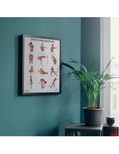 Póster de Anatomía de Estiramiento Anatomy Lab 43.9x57.2cm 2