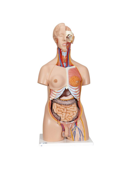 Torso Humano Deluxe 3B Scientific B30 24 Piezas Educativo