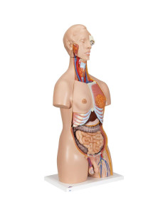 Torso Humano Deluxe 3B Scientific B30 24 Piezas Educativo 2