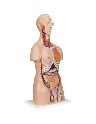 Torso Humano Deluxe 3B Scientific B30 24 Piezas Educativo