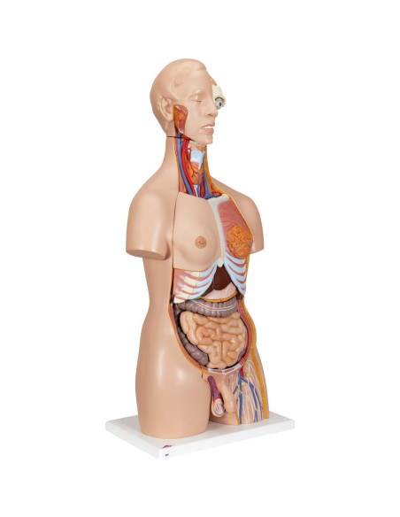 Torso Humano Deluxe 3B Scientific B30 24 Piezas Educativo