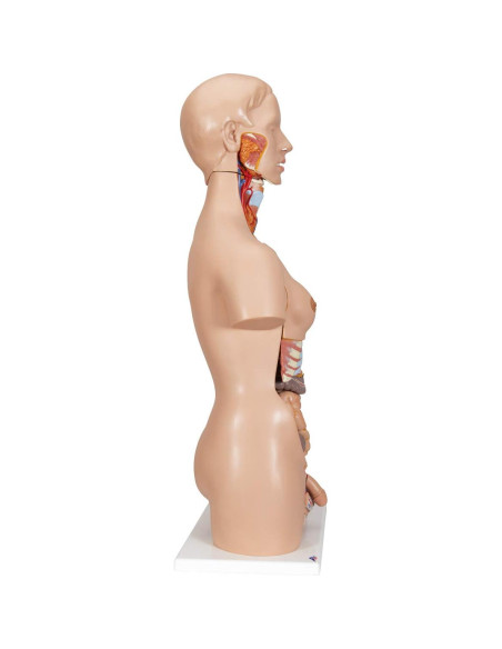 Torso Humano Deluxe 3B Scientific B30 24 Piezas Educativo
