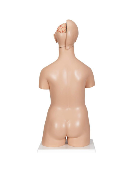 Torso Humano Deluxe 3B Scientific B30 24 Piezas Educativo