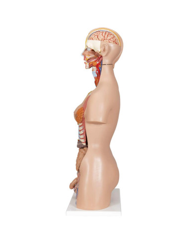 Torso Humano Deluxe 3B Scientific B30 24 Piezas Educativo