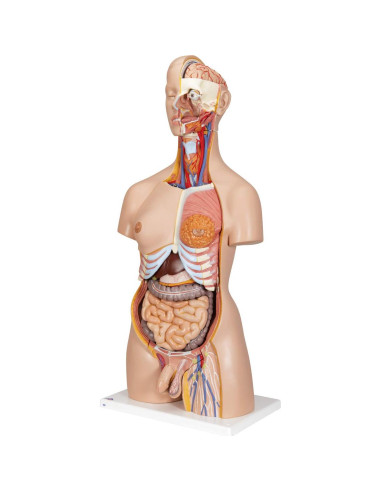 Torso Humano Deluxe 3B Scientific B30 24 Piezas Educativo