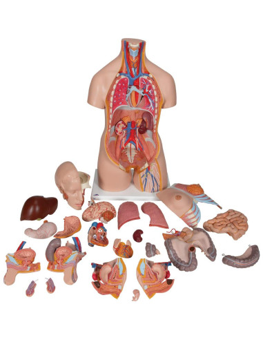 Torso Humano Deluxe 3B Scientific B30 24 Piezas Educativo