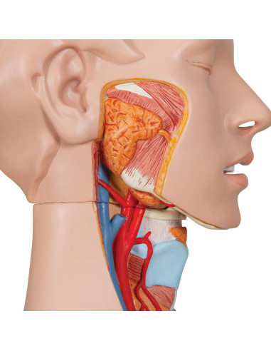 Torso Humano Deluxe 3B Scientific B30 24 Piezas Educativo