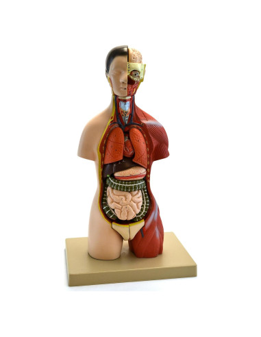 Modelo Anatómico de Torso Humano Eisco 16 Piezas 45.72 cm